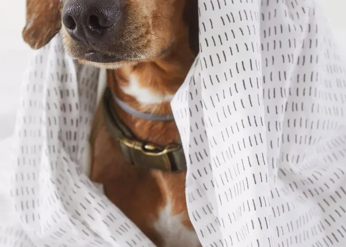 Hotel Scirocco St Julian's, Affiliated By Melia